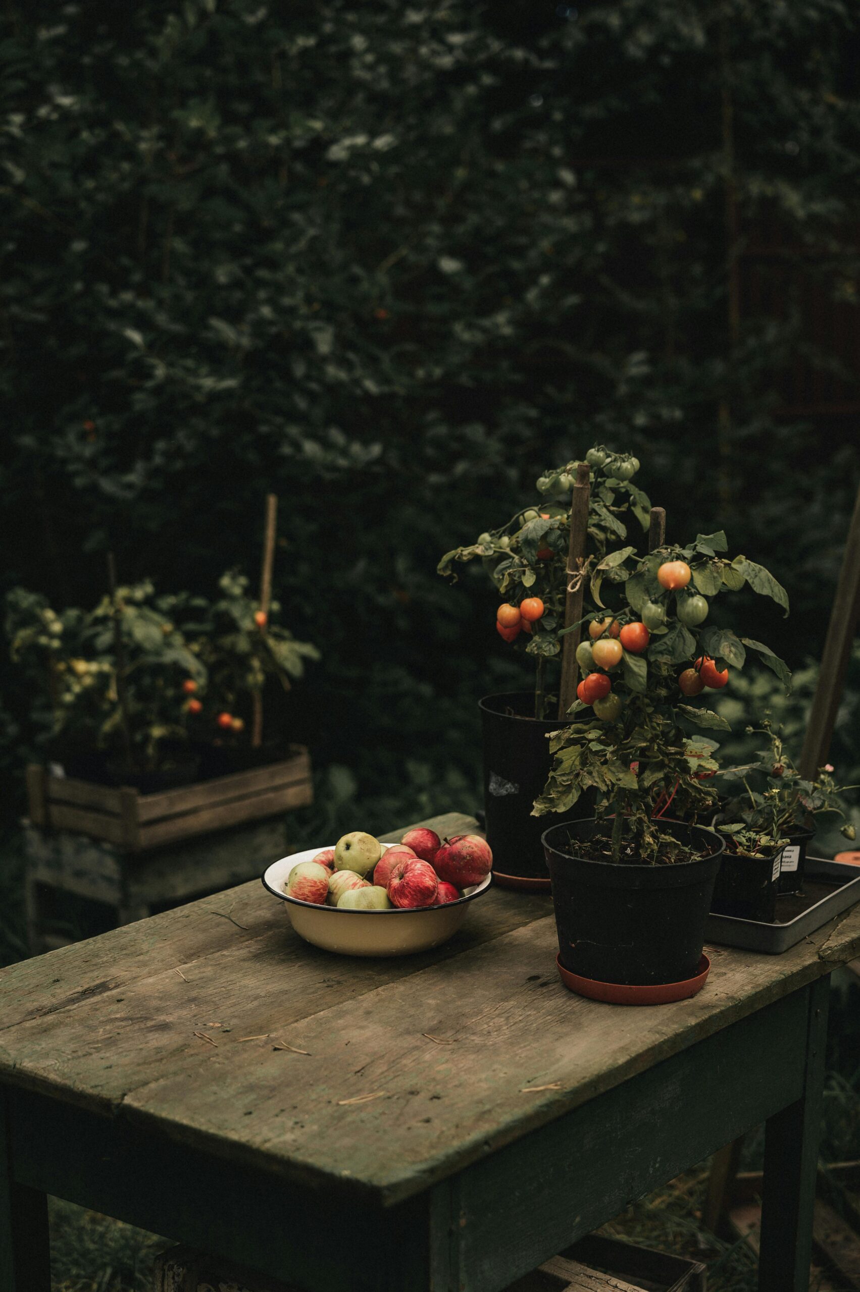 Nutrition Fundamentals for Better Health